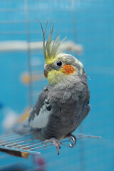 Yellow-gray parrot cockatiel sits on a cage, close-up