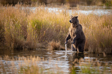 A female brown bear (Ursus arctos) stands up to look for salmon in the Brooks River, Katmai National Park, Alaska.