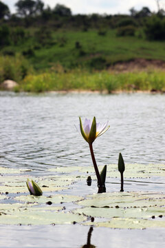 Cape Water Lilies (Nymphaea nouchali var. caerulea) blooming in a dam in Kruger National Park, Mpumalanga Province of South Africa