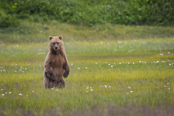 A female brown bear (Ursus arctos) stands up her hind legs to get a look around in a coastal meadow...