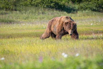 A brown bear (Ursus arctos) grazes on sedges in a coastal meadow in Katmai National Park, Alaska. 