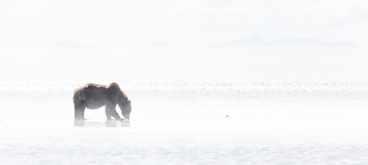 Obraz premium A brown bear (Ursus arctos) digs for clams on the coast of Katmai National Park, Alaska. 