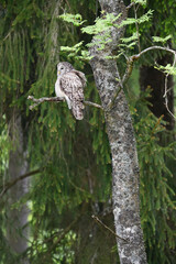 Ural owl perched at rowan tree