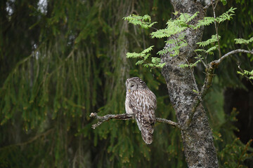 Ural owl perched at rowan tree