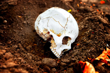 Dead skull on the ground closeup photo