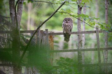Ural owl perched at a wooden fence