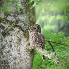 Ural owl perched at beech tree