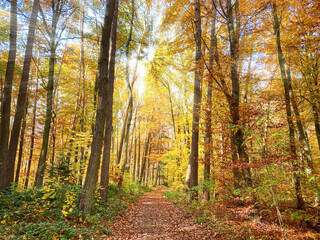 Bavarian Forest pathway at a golden October day
