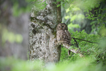 Ural owl perched at beech tree
