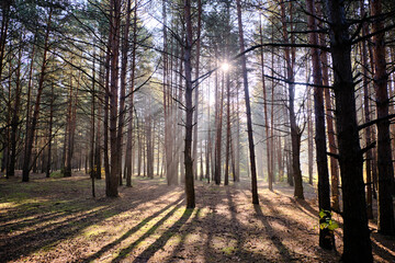 Morning landscape in a pine forest. The sun's rays make their way through the fog.