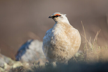 A male Rock Ptarmigan (Lagopus muta) sits on the tundra above the Kokolik river in Alaska's western arctic, USA.