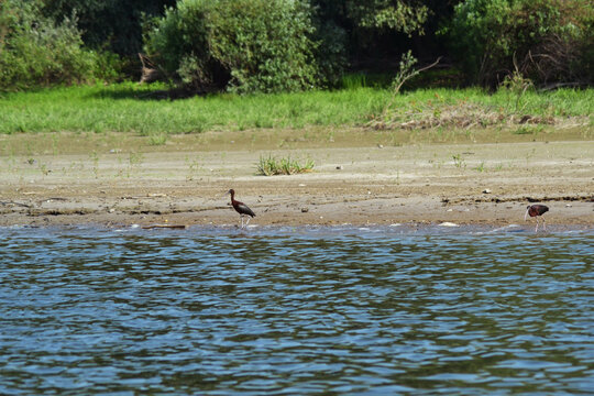 Pair of Tiganus (Plegadis falcinellus), migratory bird, looking for food in the area of ​​the island Tramsani- Pisica, on the bank of the Danube river. 