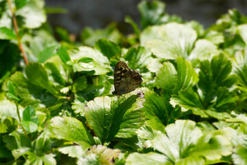 Speckled Wood Butterfly (Pararge aegeria) perched on green leaf in Zurich, Switzerland