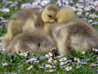 Goslings