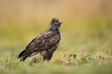 Common buzzard bird ( Buteo buteo )