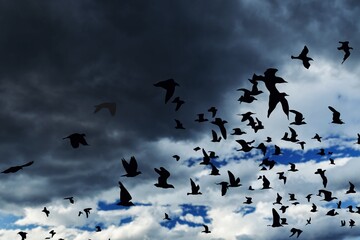 Wild Birds flying in the blue sky.