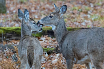 White-tailed doe (Odocoileus virginianus) grooming and licking her fawn during autumn. Selective focus, background blur and foreground blur.
