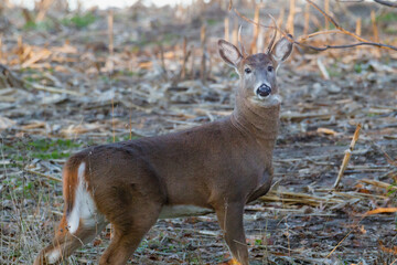 Antlered White-tailed buck (Odocoileus virginianus) during rut in the forest with leaves on the ground during autumn. Selective focus, background blur and foreground blur.
