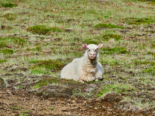 Islandia, paisajes verdes e iglesias