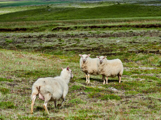 Obraz premium Islandia, paisajes verdes e iglesias