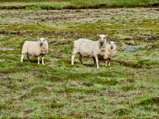 Islandia, paisajes verdes e iglesias