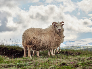 Islandia, paisajes verdes e iglesias