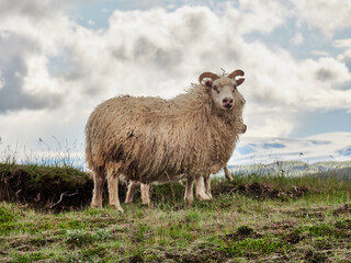 Obraz premium Islandia, paisajes verdes e iglesias