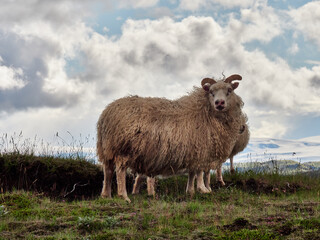 Obraz premium Islandia, paisajes verdes e iglesias