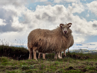 Obraz premium Islandia, paisajes verdes e iglesias