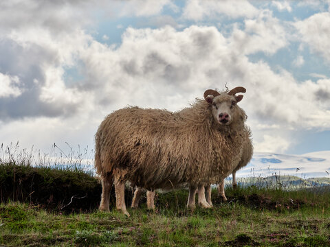 Islandia, paisajes verdes e iglesias