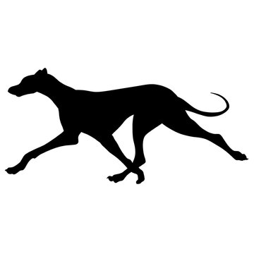 Silhouette of a running Greyhound dog. Agility illustration. Image of a relative of a wolf