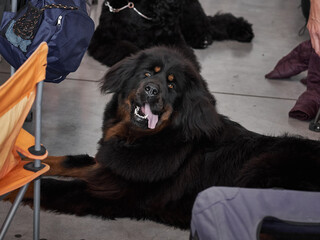 A large shaggy cute black dog of the Tibetan Mastiff breed lay w