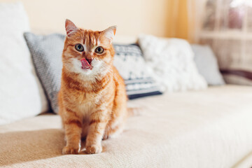 Ginger cat licking mouth relaxing on couch in living room at home. Pet showing tongue