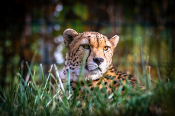 Close-up of cheetah sitting turning head round, portrait of cheetah