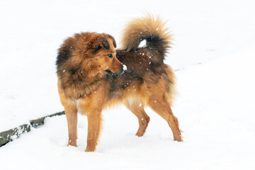 Naklejka na ściany i meble Fluffy brown dog in winter in the snow in profile looking back