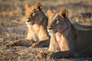 Two female lions (lioness) rest in the morning sunshine after a successful hunt. 