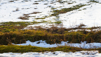 Melting snow in the garden, in the field during the spring thaw. Withered grass looks out from...