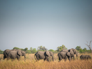 African Elephants (Loxodonta africana) walk in a line in bright afternoon light in Okavango Delta of Botswana.