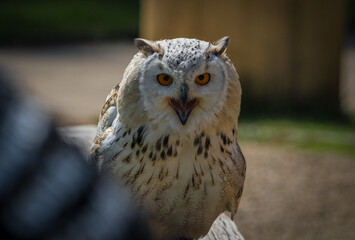 A barn owl closeup in a falconry in saarburg, copy space