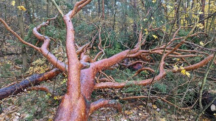Gefällter Baum im Herbst Wald