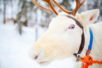 Close up reindeer portrait