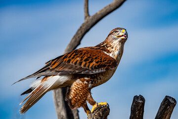 Ferruginous Hawk