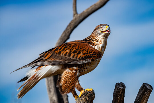 Ferruginous Hawk