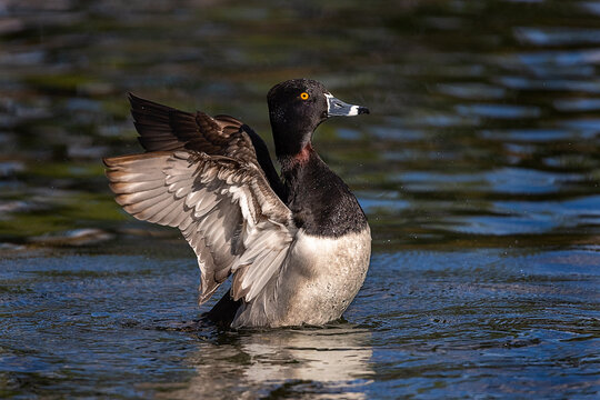 Ring-necked Duck (EwA Guide to the Birds of the Fells (Massachusetts, US))  · iNaturalist