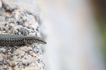 Tyrrhenian wall lizard (Podarcis tiliguerta)