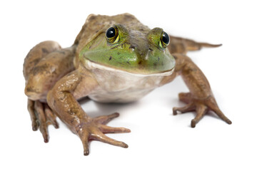 Bull frog on white