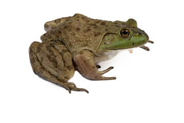 Bull frog on white
