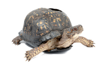 Eastern Box Turtle with healed shell injury from getting run over on a road