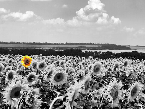 Blooming sunflower field is completely black and white except fo