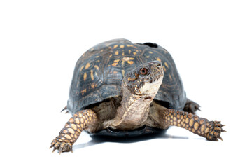 Eastern Box Turtle with healed shell injury from getting run over on a road